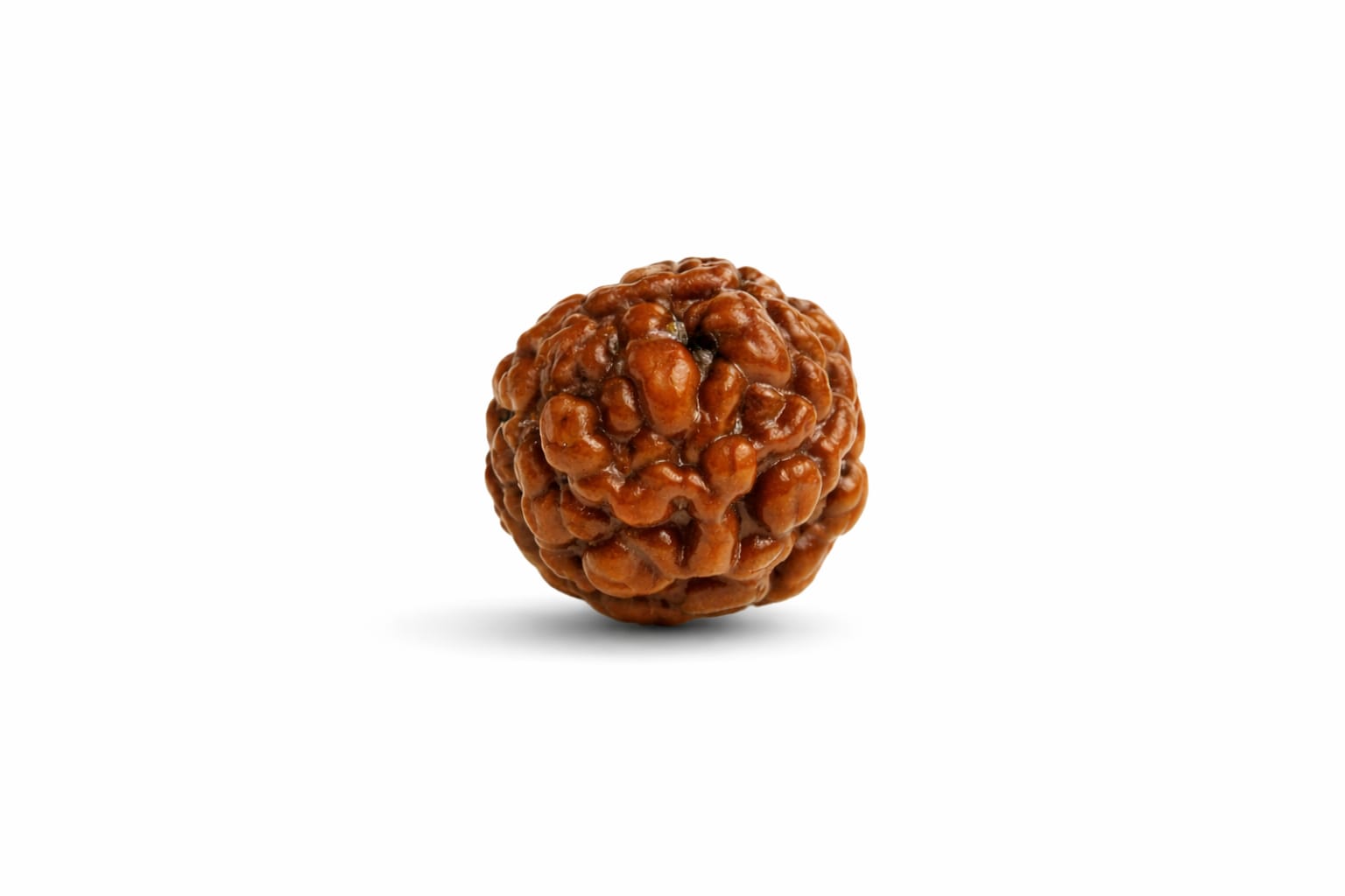 Nepali/Indian rudraksha